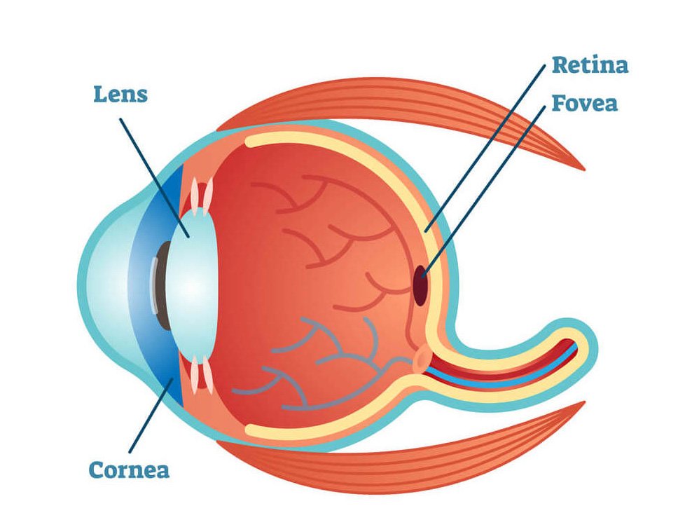 Doenças da Retina